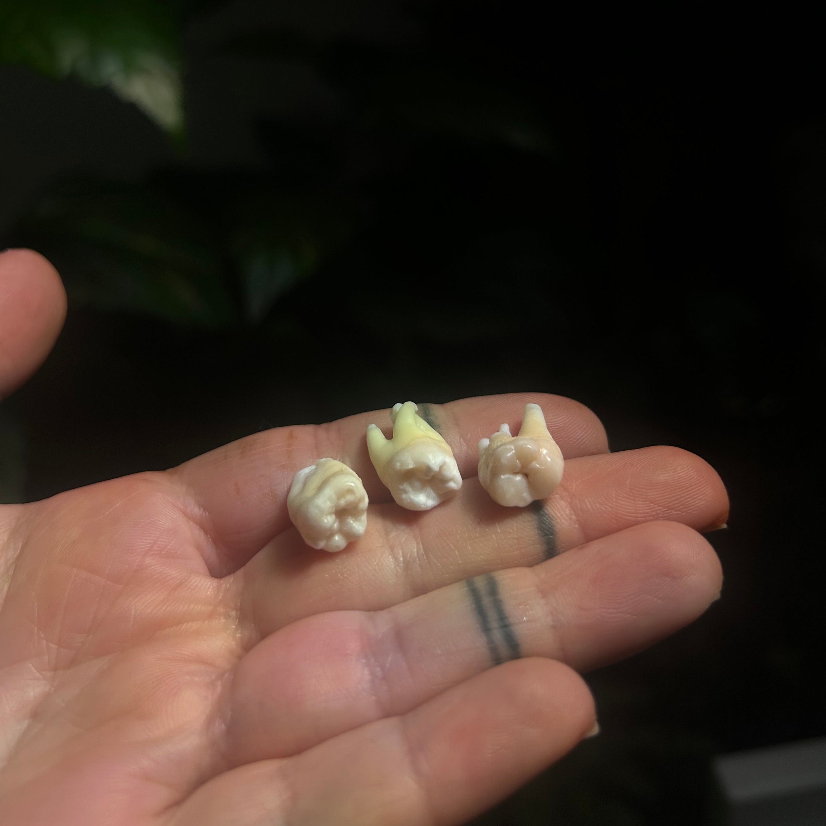 Human tooth & moonstone