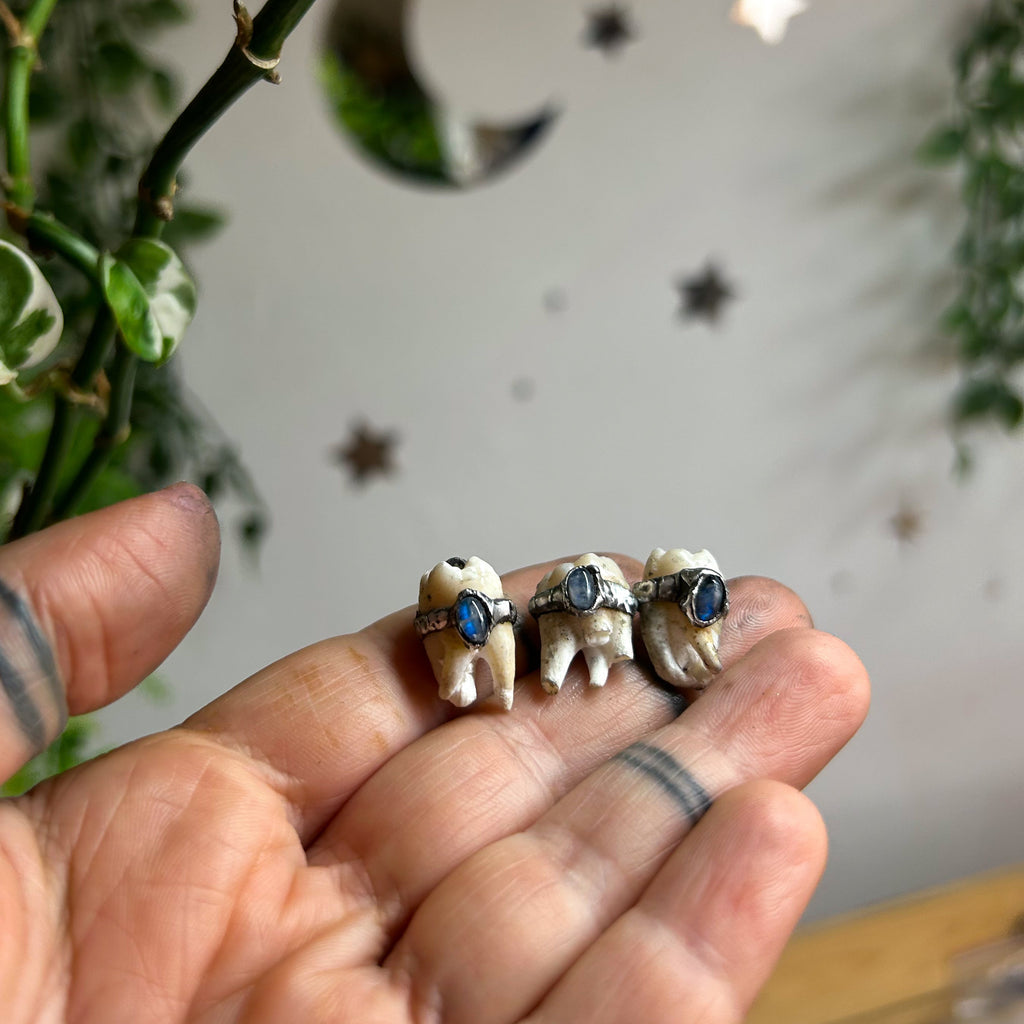 Human tooth & moonstone